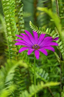Floral And Botanical Prints: African daisy