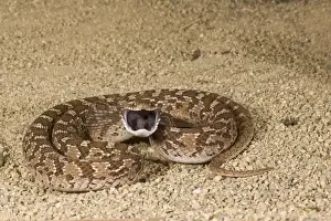 Vertebrate Prints: African Egg Eating Snake Dasypeltis scabra Native to Africa