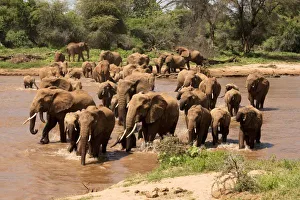 Images Dated 25th November 2008: African Elephant