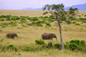 A African Elephant
