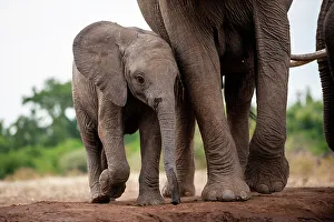 Protection Prints: An African elephant calf, Loxodonta Africana