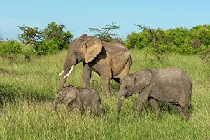 National Reserve Prints: An African elephant calf, Loxodonta Africana