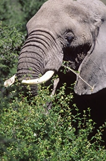Images Dated 27th August 2012: African Elephant Close-Up Feeding, Loxodonta africana, Tanzania Africa