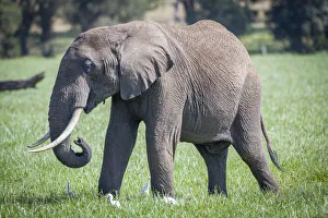 Images Dated 2021: African elephant grazing