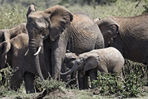 Images Dated 31st August 2011: African Elephant herd with babies, Masai Mara, Kenya, Africa