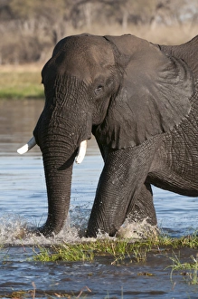 Images Dated 9th September 2012: African elephant (Loxodonta africana), Okavango delta, Botswana