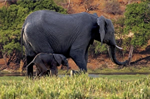 Images Dated 30th August 2010: African Elephant (Loxodonta africana), mother and baby in Chobe National park, Botswana