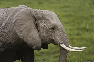 Images Dated 18th July 2015: African elephant (Loxodonta Africana), Amboseli National Park, Kenya