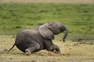 Images Dated 18th July 2015: African elephant (Loxodonta Africana), Amboseli National Park, Kenya