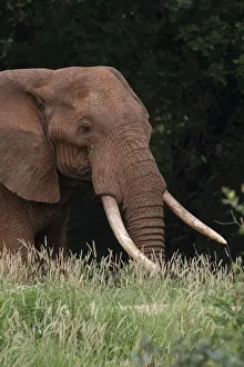 Eastern Africa Prints: An African elephant, Loxodonta africana, with long tusks, walking in a forest, Tsavo