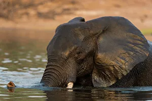 Wading Prints: An African elephant, Loxodonta Africana