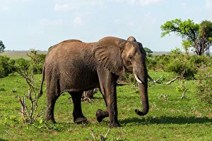 Southern Africa Prints: An African elephant, Loxodonta Africana