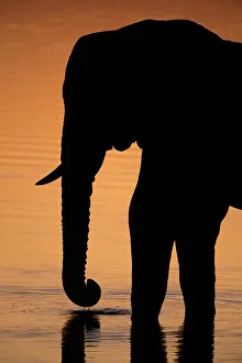 An African elephant, Loxodonta Africana, drinking in the Khwai River at sunset, Okavango Delta, Botswana