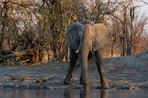 Waterhole Prints: An African elephant, Loxodonta Africana, drinking at a waterhole. Okavango Delta, Botswana