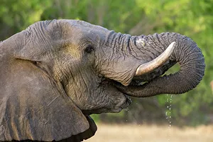 Herbivorous Prints: An African elephant, Loxodonta Africana