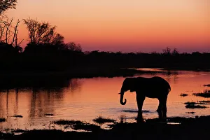 North West District Prints: An African elephant, Loxodonta Africana