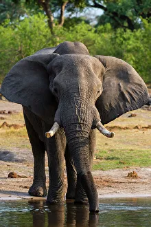 Vulnerable Prints: African elephant, Loxodonta Africana