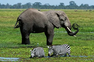 Herbivorous Prints: An African elephant, Loxodonta Africana