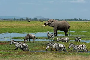 Herbivorous Prints: An African elephant, Loxodonta Africana