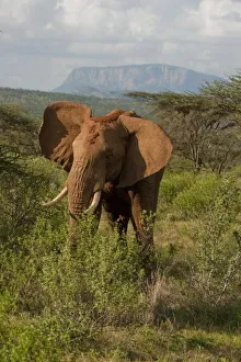 Joe Mary Ann Mcdonald Prints: African Elephant, Loxodonta africana, in Samburu GR, Kenya