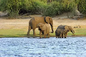 Area Prints: African Elephant Loxodonta africana Chobe Nationalpark Botswana Africa