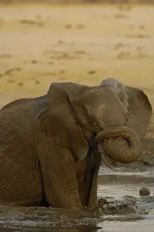 Images Dated 23rd October 2005: African elephant (Loxodonta africana) enjoying the water