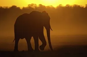 Images Dated 22nd October 2005: African elephant (Loxodonta africana) at sunset. Males are usually solitary or sometimes