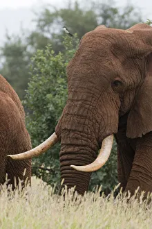 African elephant, Loxodonta africana, Tsavo, Kenya
