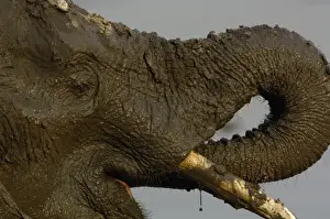 Images Dated 23rd October 2005: African elephant (Loxodonta africana) at a waterhole drinking after having a mud bath