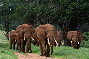 Herbivorous Prints: An African elephant parade, Loxodonta Africana, walking. Voi, Tsavo, Kenya