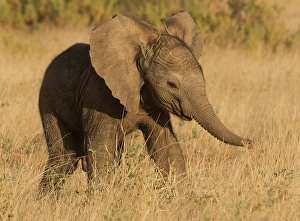 Prints of African elephant, Samburu Game Reserve, Kenya, Africa Images Dated 2024 December: African elephant, Samburu Game Reserve, Kenya, Africa