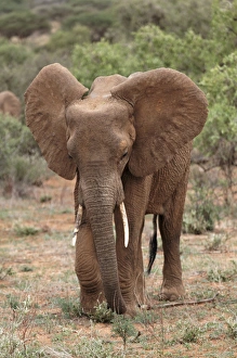 Largest Prints: African Elephant, Samburu National Game Reserve, Kenya; Africa