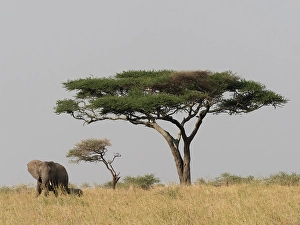 Images Dated 27th June 2024: African elephant. Serengeti National Park, Tanzania, Africa