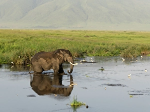 Images Dated 27th June 2024: African elephant. Serengeti National Park, Tanzania, Africa
