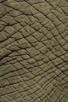 African elephant skin (Loxodonta africana)