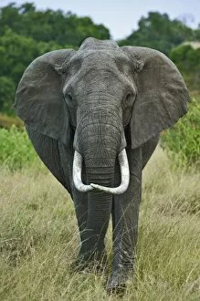 Images Dated 21st July 2005: African Elephantna loxodonta, Masai Mara Game Reserve, Kenya