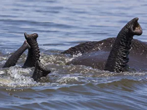 Mammals Prints: African elephants, Chobe National Park, Botswana