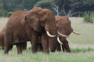 Animal Prints: African elephants, Loxodonta africana, Tsavo, Kenya