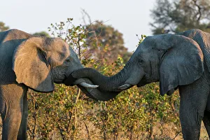 Shrub Prints: Two African elephants, Loxodonta Africana, sparring. Okavango Delta, Botswana
