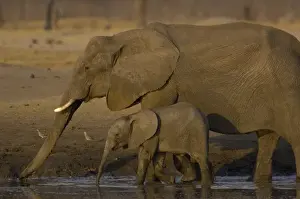 African elephants (Loxodonta africana) mother and young. Makalolo Plains, Hwange National Park