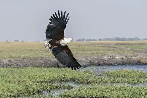 Haliaeetus Vocifer Prints: African Fish eagle (Haliaeetus vocifer) in flight over the marshland along the Chobe River