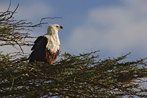 Images Dated 25th July 2005: African Fish Eagle, Lake Nakuru National Park, Kenya. Haliaeetus vocifer