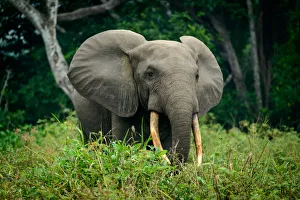 Images Dated 28th August 2014: African forest elephant (Loxodonta cyclotis)