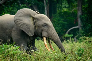 Africa Gallery: African forest elephant (Loxodonta cyclotis). Odzala-Kokoua National Park. Cuvette-Ouest Region