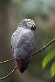 African Gray Parrot (Psittacua erithacus)