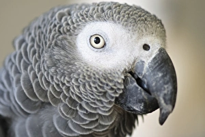 Parrot Prints: African Grey Parrot face close-up