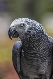 Talk Prints: African grey parrot showing its beautiful plumage and bright yellow eyes