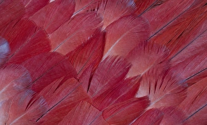 Parrot Prints: African Grey Parrot tail feathers