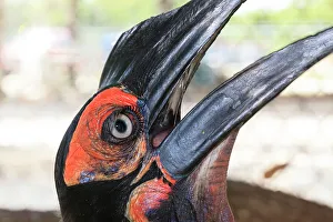 African ground hornbill eye and lash