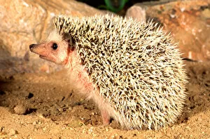 African Hedgehog Erinaceus sp Native to Africa, Captive